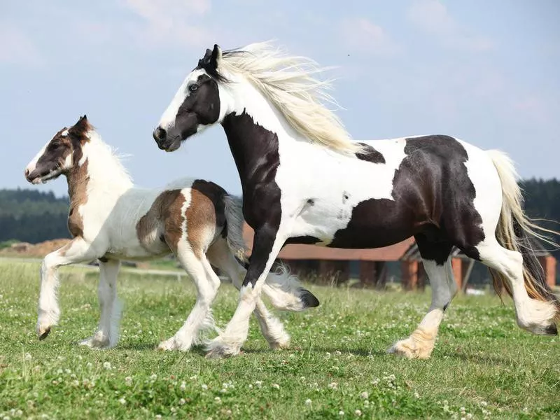 Gypsy Horse