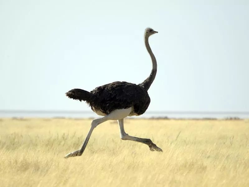 Ostrich running