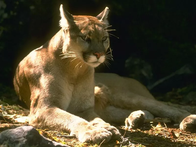 Mountain Lion in Yosemite