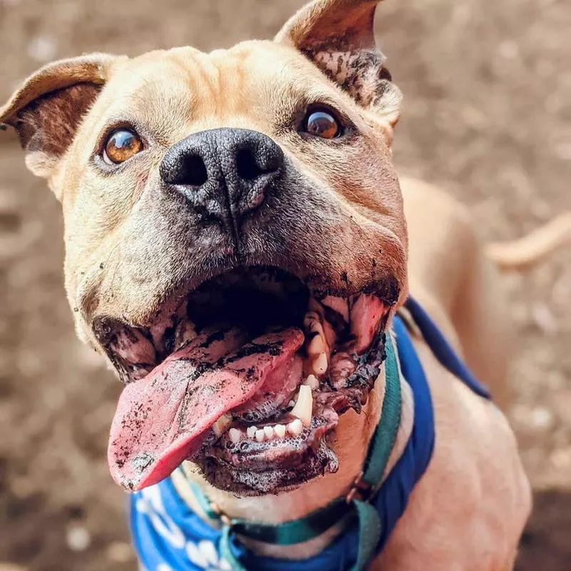 Happy dog with tongue out