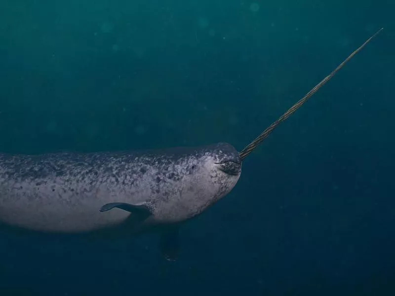 Narwhal