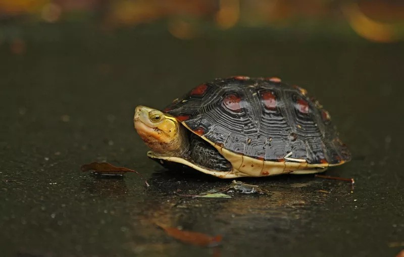 Box Turtle