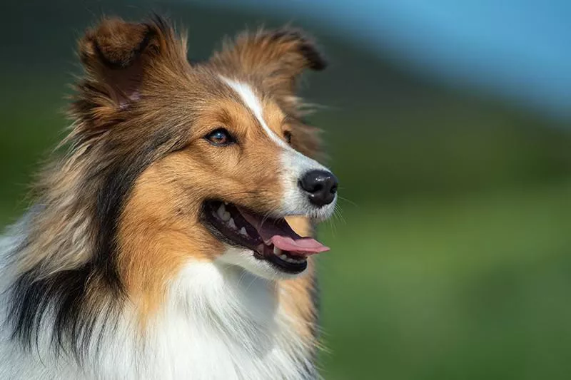 Shetland Sheepdog