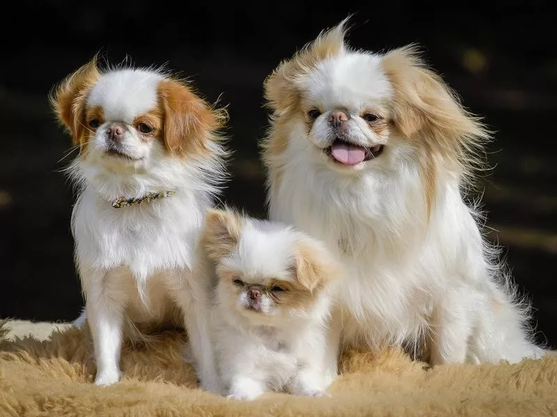 Japanese Chin