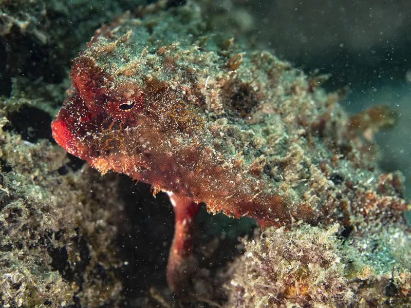 Red-Lipped Batfish