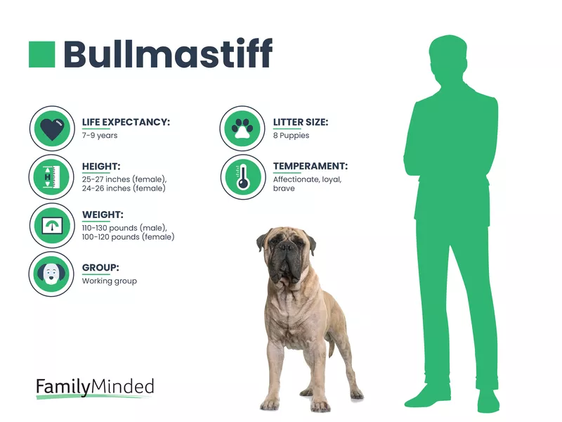 Bullmastiff Breed