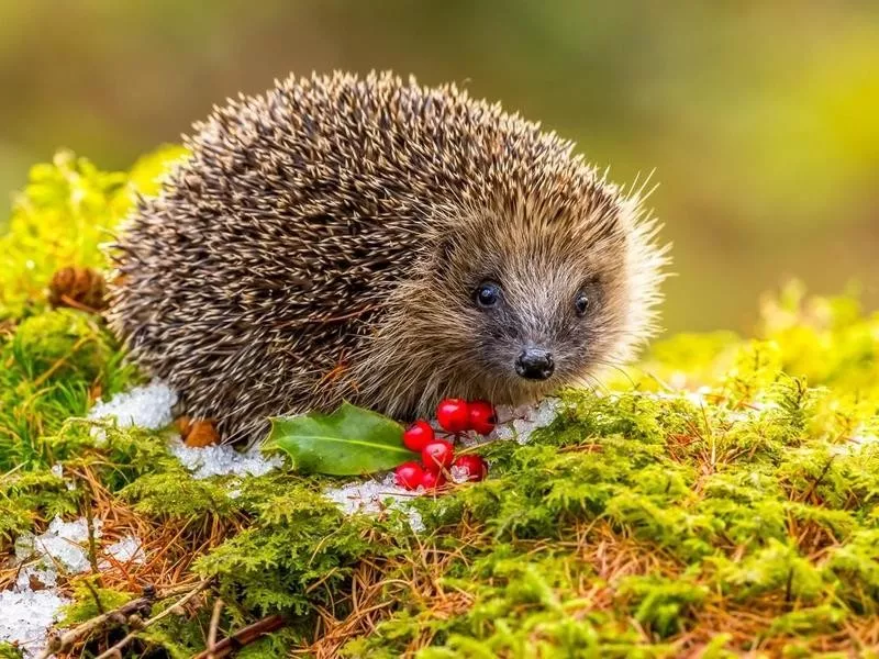 Hedgehog