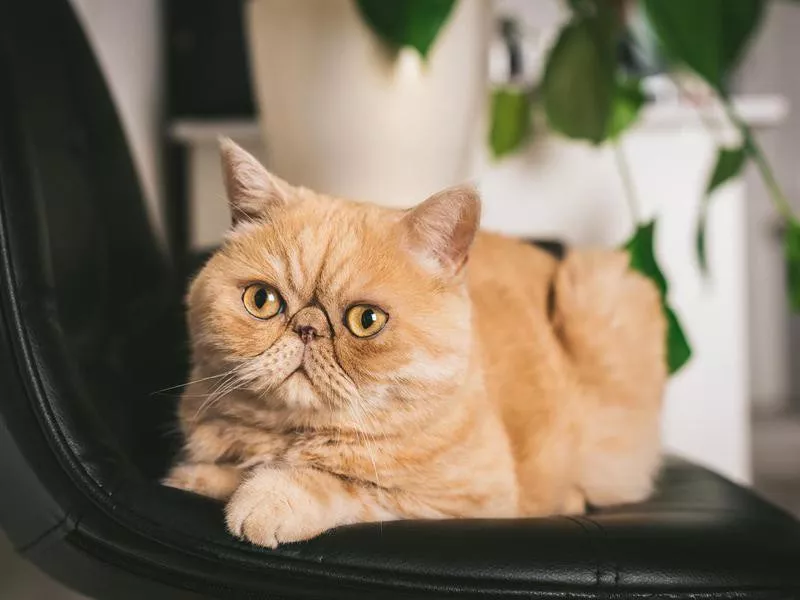 Exotic Shorthair