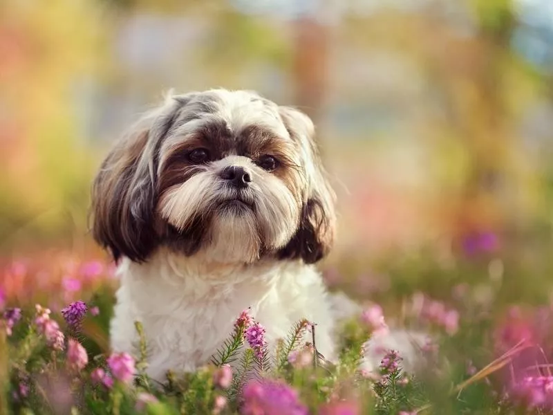 Shih Tzu