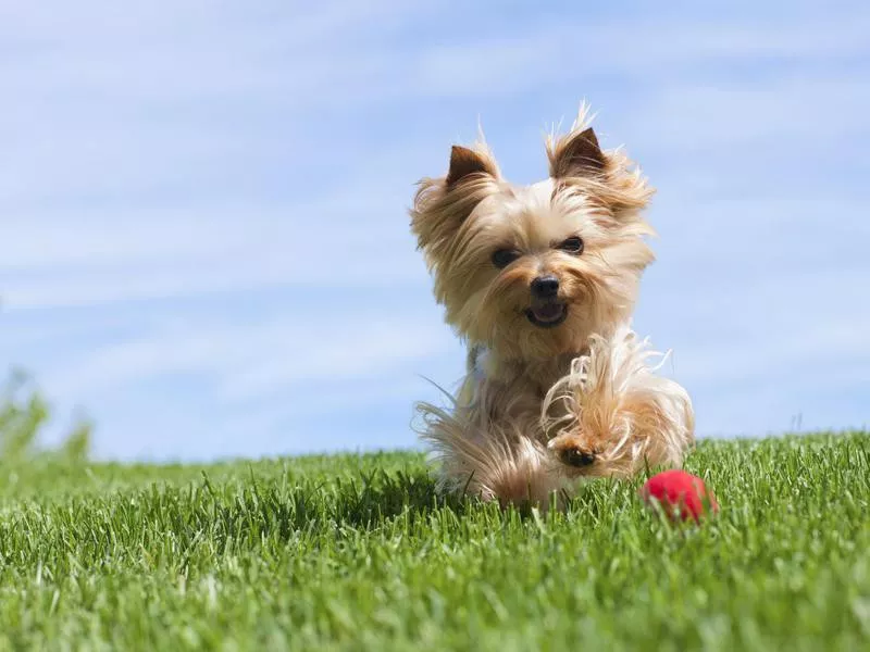 Yorkshire Terrier