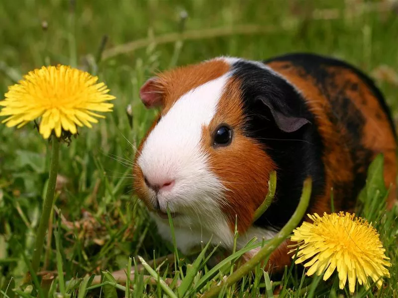 Guinea Pigs