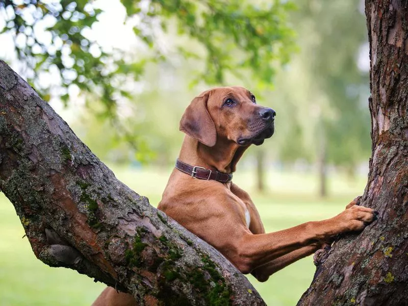 Rhodesian ridgeback dog