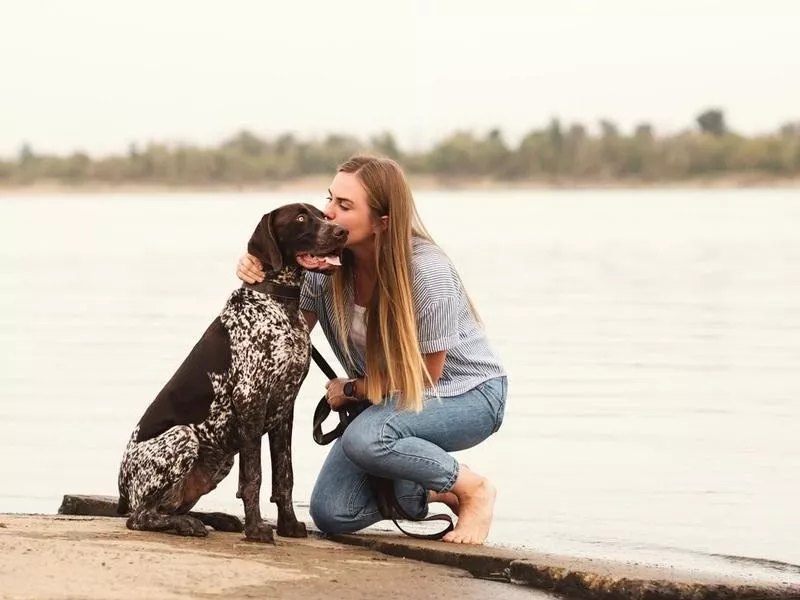 German Shorthaired Pointer