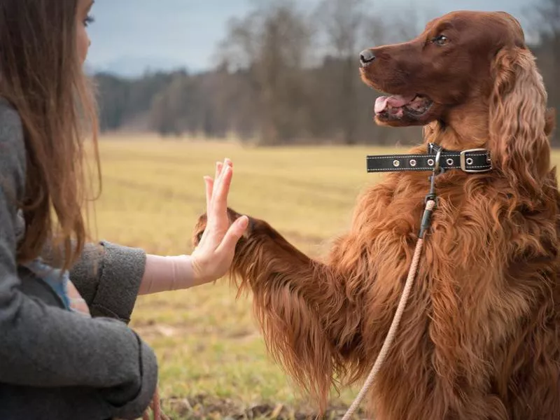 irish setter