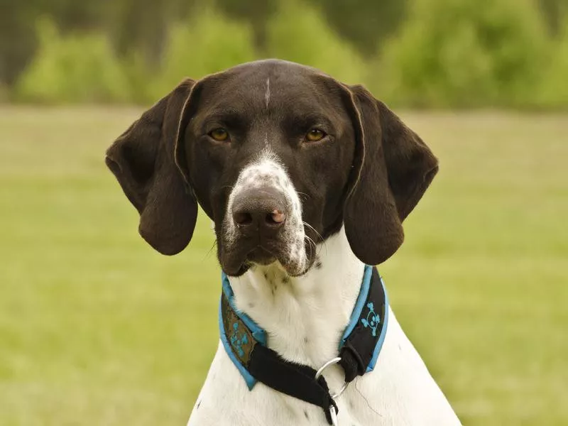 German shorthaired pointer