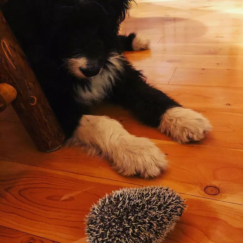 Dog and hedgehog