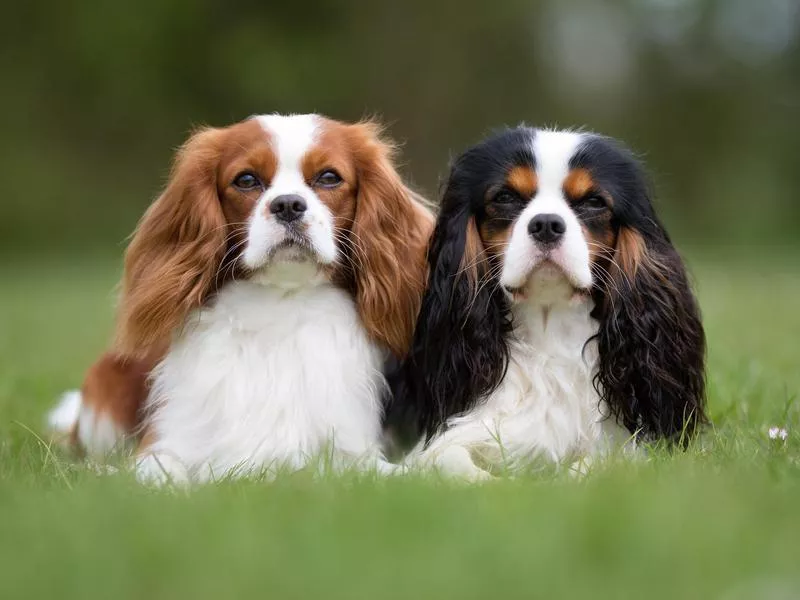 Cavalier King Charles Spaniel