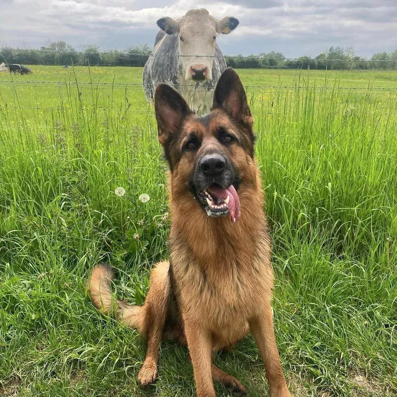 Cow photobombing dog