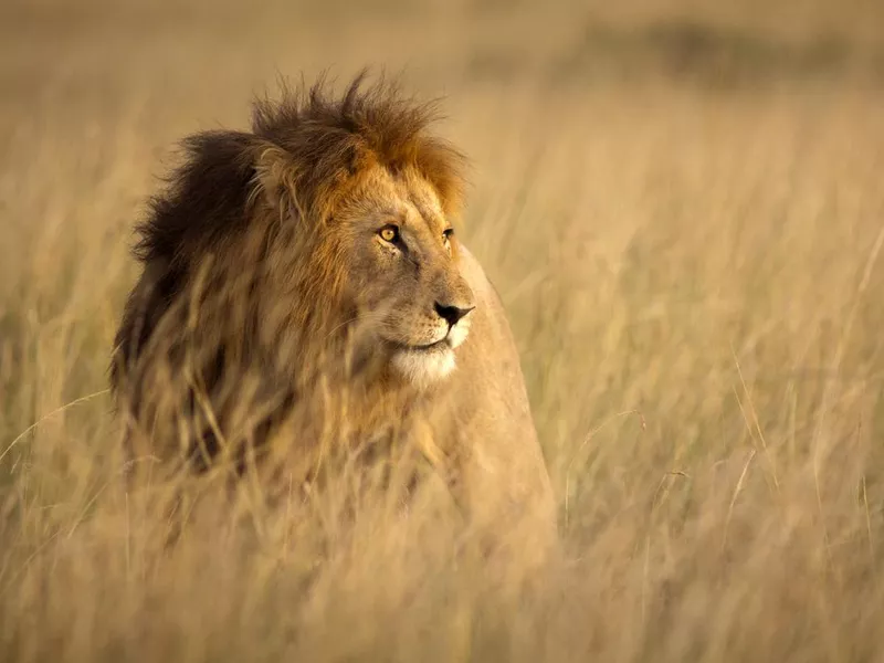 Lion in high grass