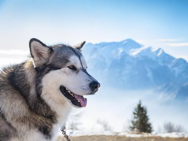 Alaskan Malamute