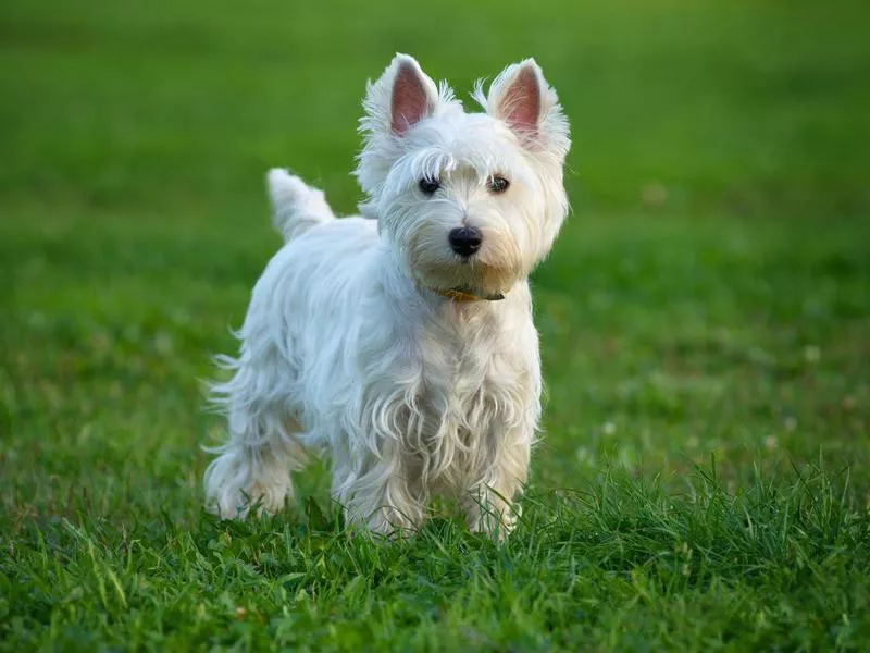 West Highland Terrier