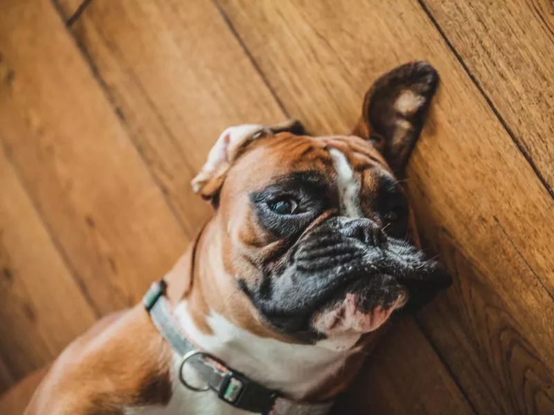 Boxer Relaxing