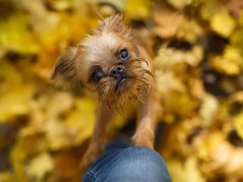 Brussels griffon