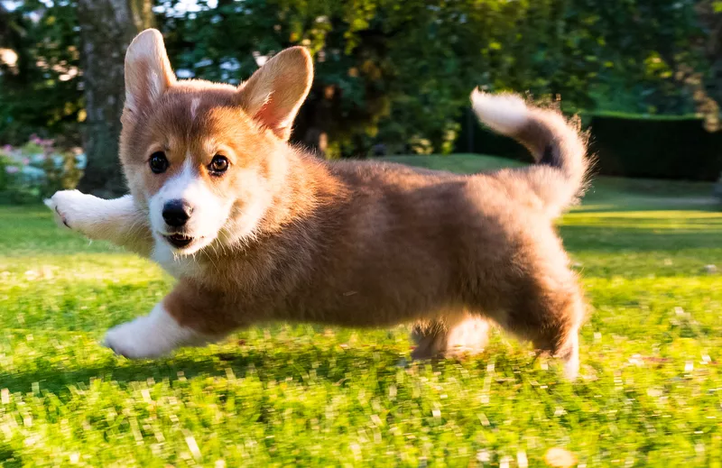 Pembroke Welsh corgi puppy