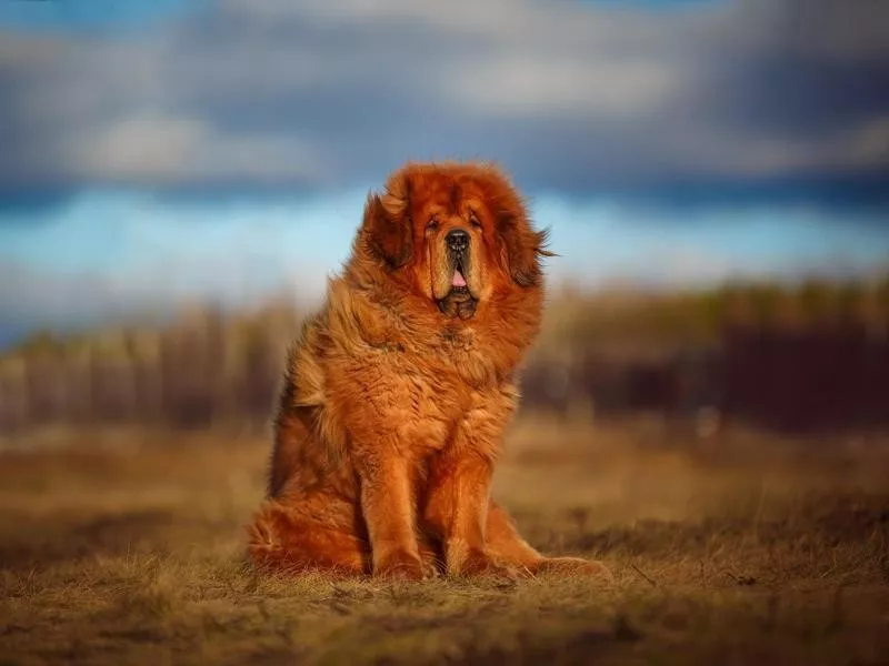 Tibetan mastiff