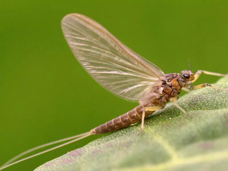 Proboscidoplocia Mayfly