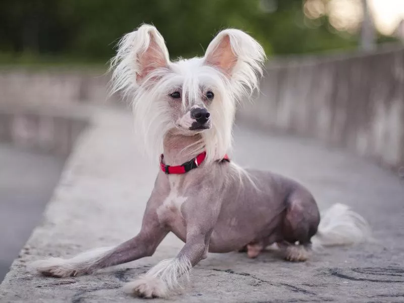 Chinese Crested