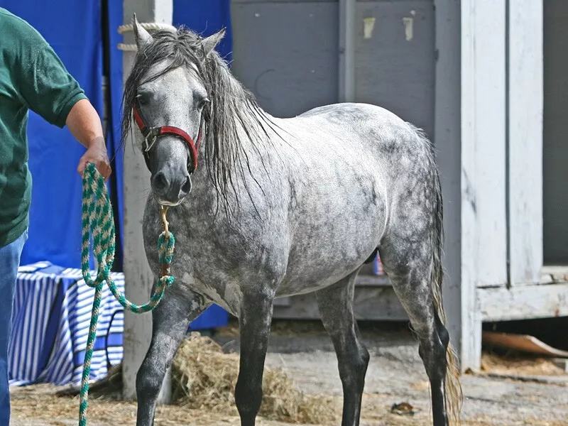 Caspian Horse