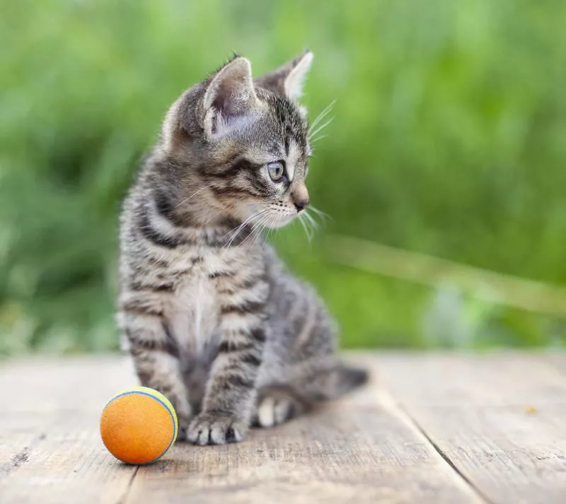 Little kitten playing