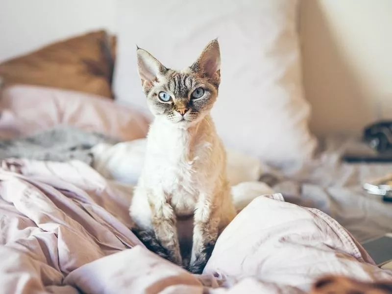 Devon Rex