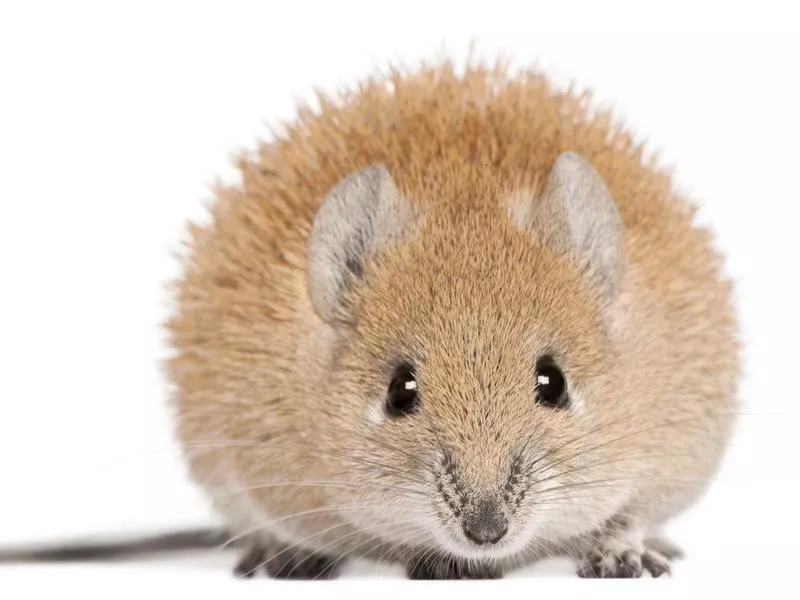 Spiny Mouse