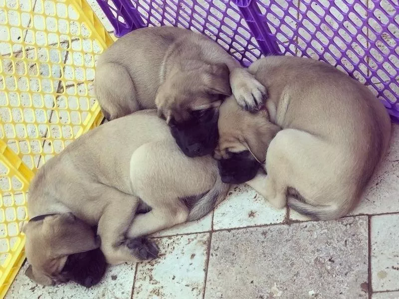 English Mastiff puppies