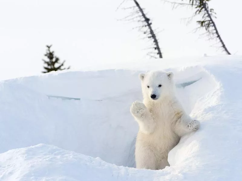 Polar bear cub