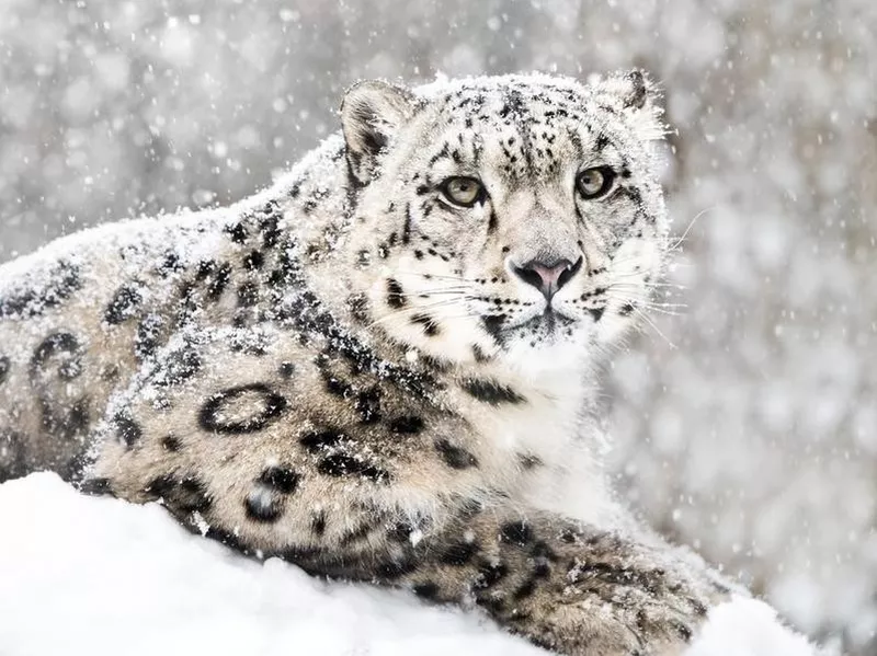 snow leopard