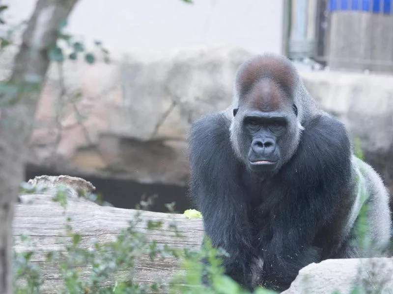 Saint Louis Zoo