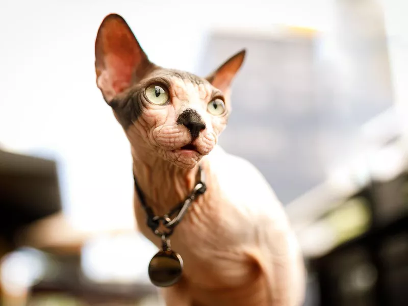 Sphynx hairless cat portrait