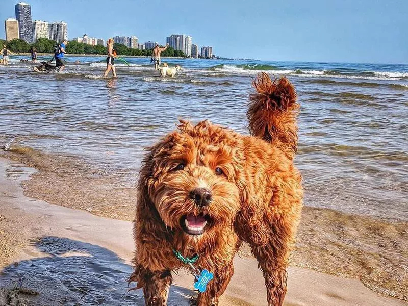 Cute dog playing at Montrose Dog Beach