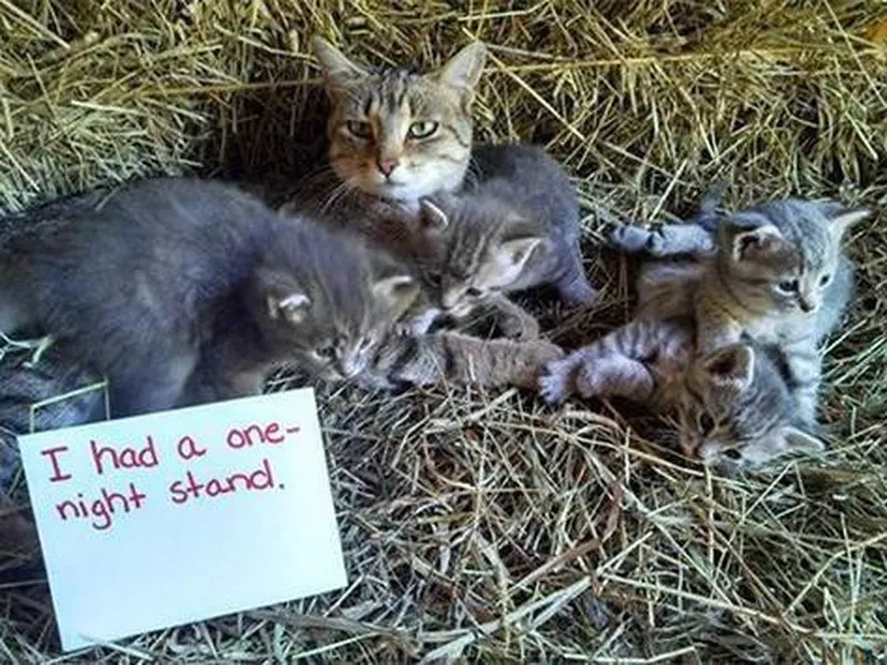 cat with kittens