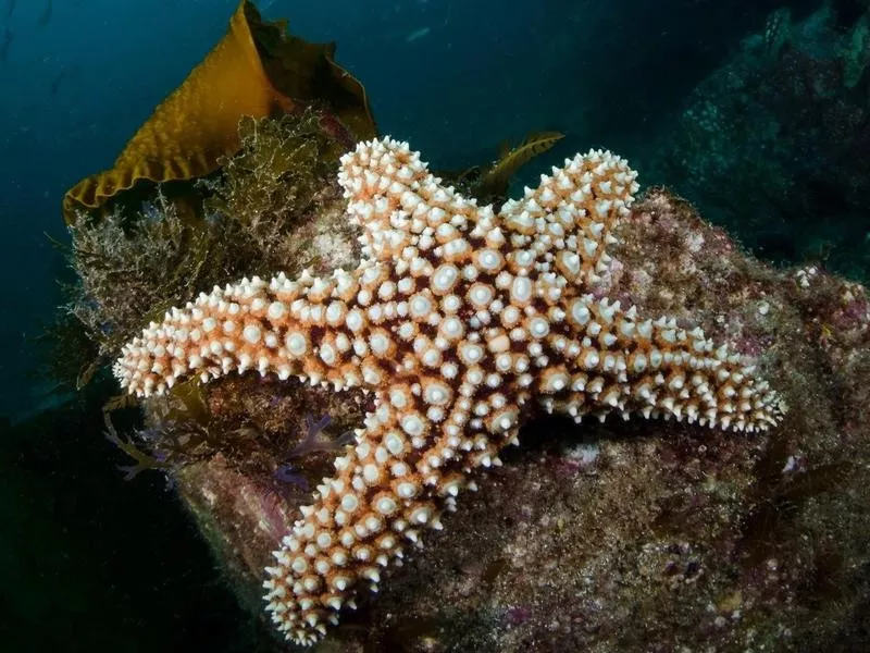 Giant Sea Star