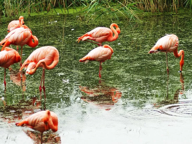 Herd of Flamingos