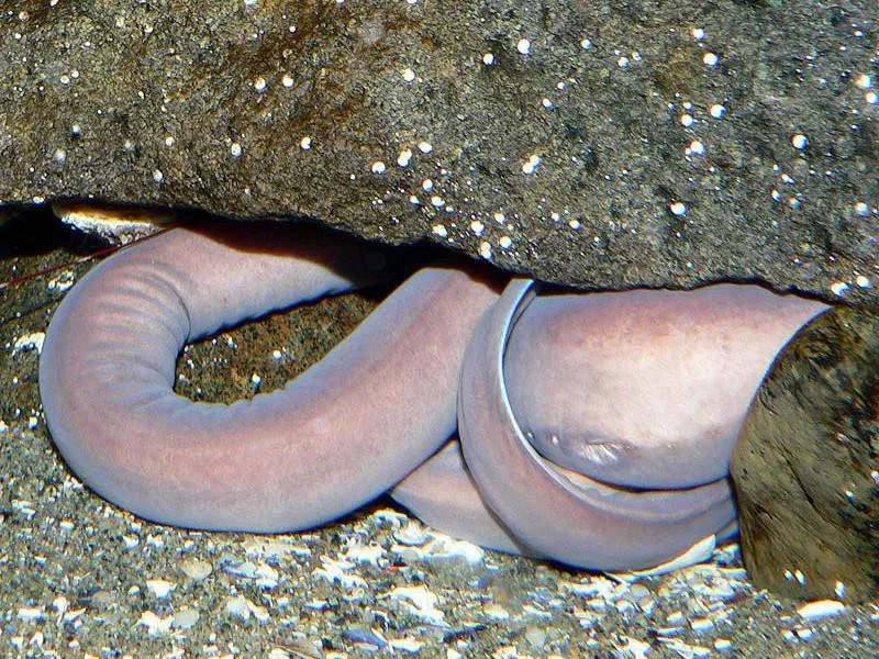 Hagfish