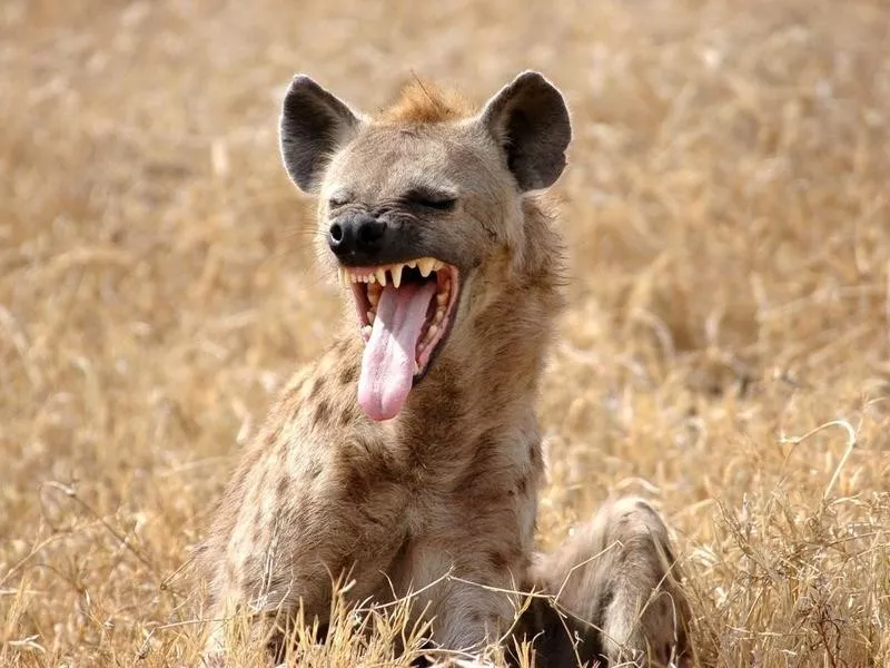 hyena