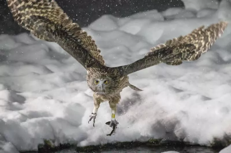 Blakiston fish owl