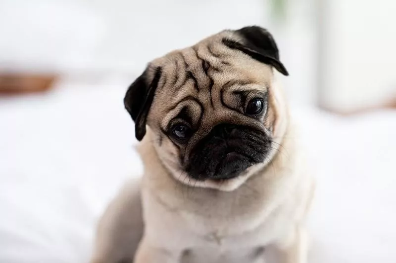 curious pug