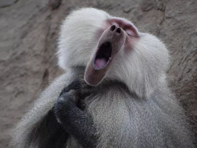 The Baboon who feels like a tenor