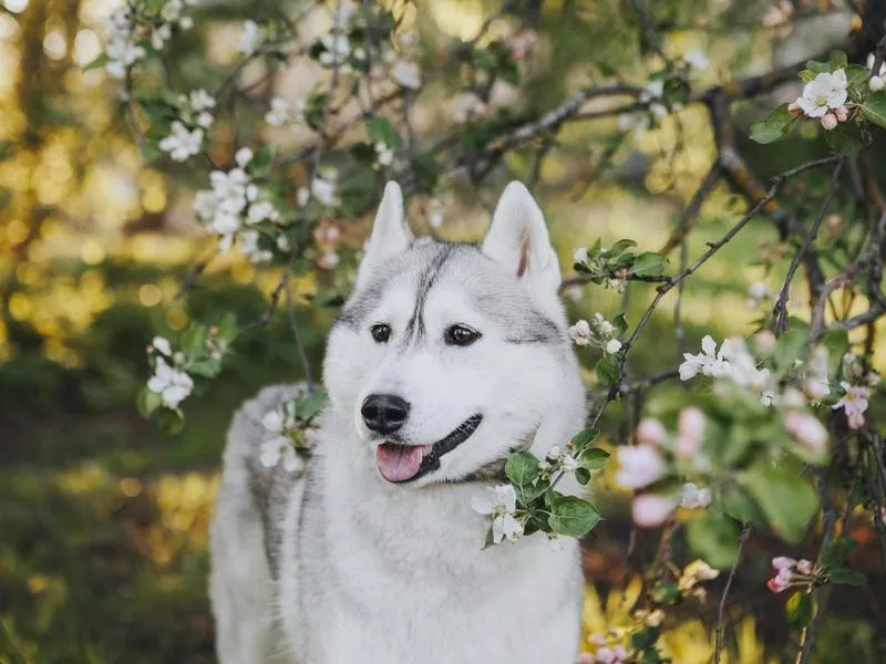 Siberian Husky